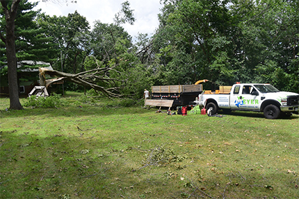 Tree Removal Services