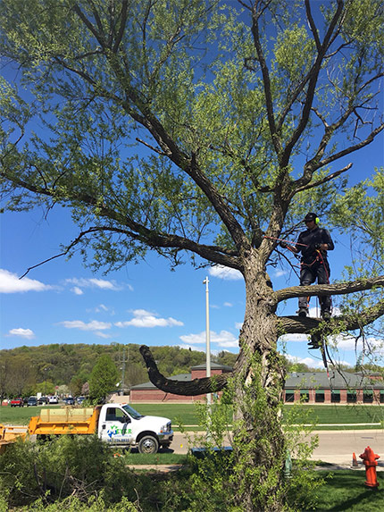 Tree Trimming Services